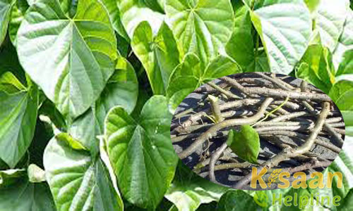 शरीर और स्वास्थ्य की दृष्टि से गिलोय के फायदे और बीमारी में लाभकारी नुश्खे शरीर और स्वास्थ्य की दृष्टि से गिलोय के फायदे और बीमारी में लाभकारी नुश्खे