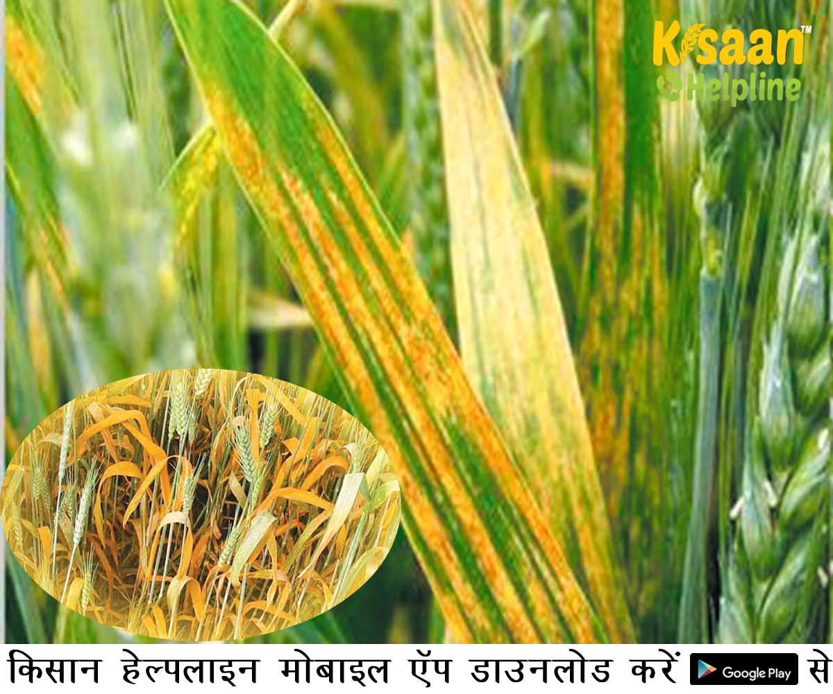 अगर आप की गेहूं की फसल पड़ रही है पीली, तो जल्दी करिये इसका उपचार वरना हो सकता है नुकसान