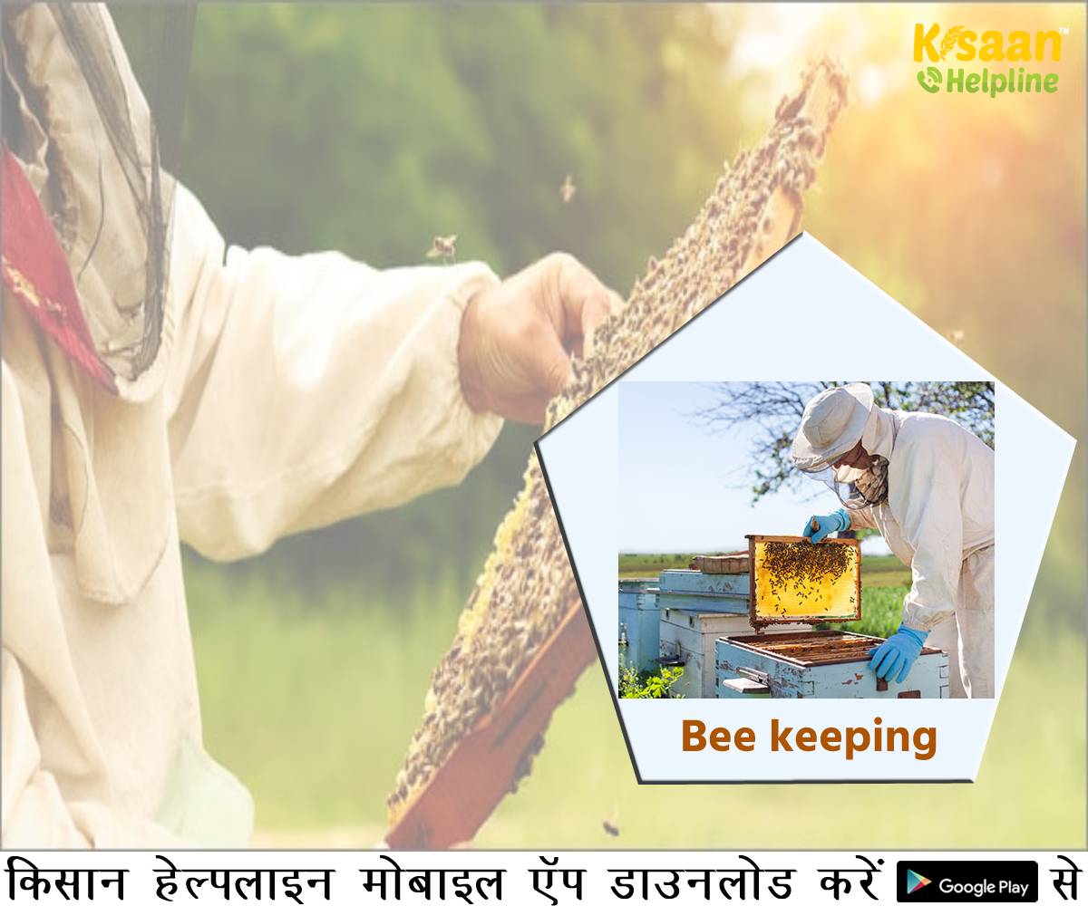 Beekeeping: मधुमक्खी पालन व्यवसाय से जुड़ी अहम् बातें, जानिए मधुमक्खी पालन के तौर तरीक़े और मधुवाटिका का प्रबंधन Beekeeping: मधुमक्खी पालन व्यवसाय से जुड़ी अहम् बातें, जानिए मधुमक्खी पालन के तौर तरीक़े और मधुवाटिका का प्रबंधन