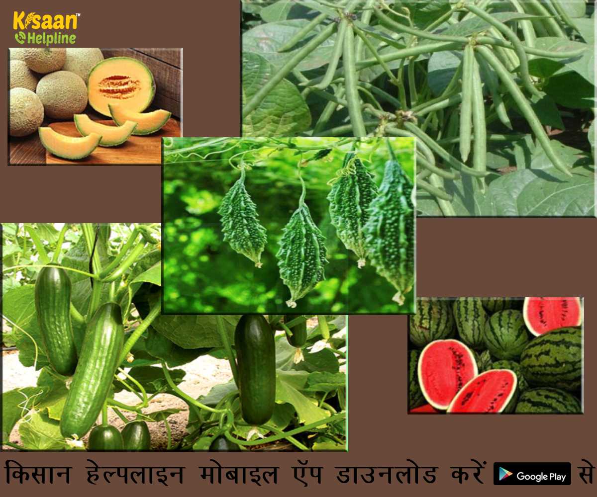 मूंग, तरबूज, खरबूजा, ककड़ी और करेला की खेती करके गर्मियों के मौसम में कर सकते है अच्छी कमाई मूंग, तरबूज, खरबूजा, ककड़ी और करेला की खेती करके गर्मियों के मौसम में कर सकते है अच्छी कमाई