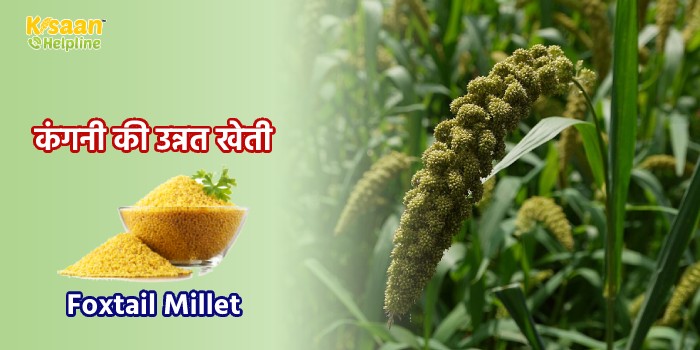 कंगनी की उन्नत खेती : जानिए कंगनी की खेती से जुड़ी सम्पूर्ण जानकारी