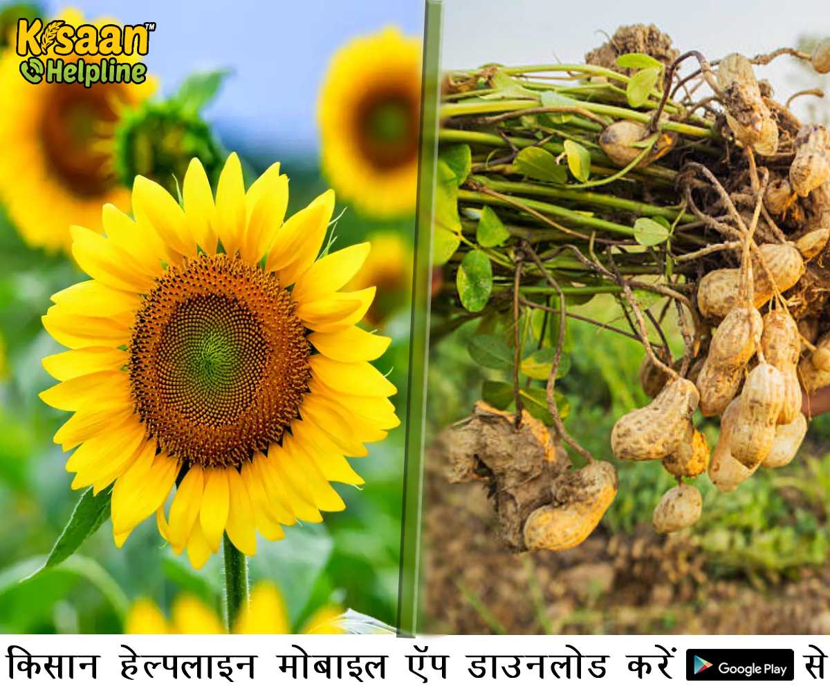 ग्रीष्मकालीन मूंगफली और सूरजमुखी की उन्नत खेती, जानिए खेती से संबंधित मुख्य कार्य