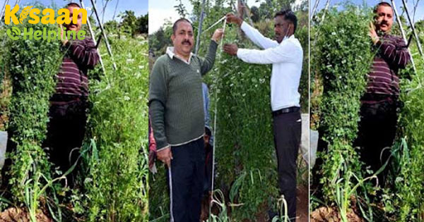 उत्तराखंड के इस किसान ने 6 फीट लंबा धनिया का पौधा उगाकर इतिहास रचा है उत्तराखंड के इस किसान ने 6 फीट लंबा धनिया का पौधा उगाकर इतिहास रचा है