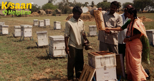 मधुमक्खी पालन के लिए 500 करोड़ पैकेज की घोषणा सरकार ने की मधुमक्खी पालन के लिए 500 करोड़ पैकेज की घोषणा सरकार ने की