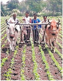 2 सप्ताह की होने आई फसल, खेतों में चलने लगे कुरपे 2 सप्ताह की होने आई फसल, खेतों में चलने लगे कुरपे