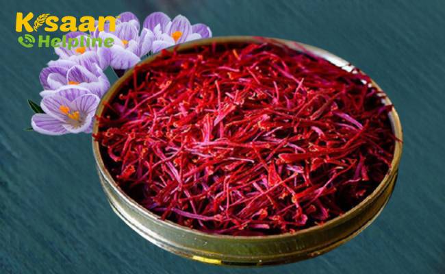 कश्मीर में उगाए गए केसर को मिला जियोग्राफिकल इंडिकेशन सर्टिफिकेशन कश्मीर में उगाए गए केसर को मिला जियोग्राफिकल इंडिकेशन सर्टिफिकेशन