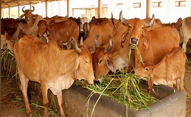 अगर आपके घर में गाय या भैंस है, तो ये जानकारी आपके लिए है अगर आपके घर में गाय या भैंस है, तो ये जानकारी आपके लिए है