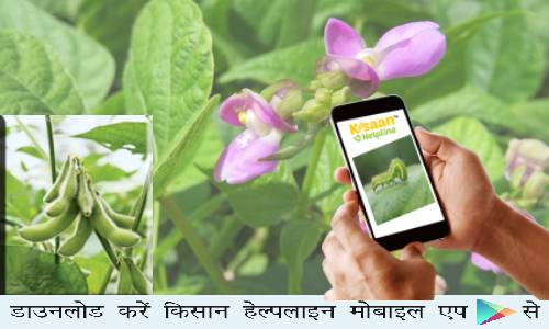 सोयाबीन की फसल में इल्ली के प्रकोप को नियंत्रण करने के लिए किसान भाइयों को सुझाव