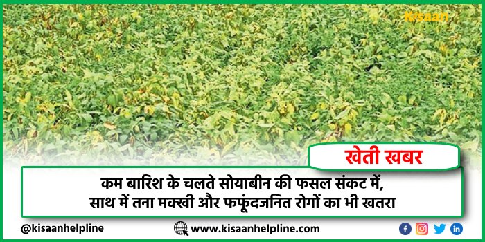 कम बारिश के चलते सोयाबीन की फसल संकट में, साथ में तना मक्खी और फफूंदजनित रोगों का भी खतरा  कम बारिश के चलते सोयाबीन की फसल संकट में, साथ में तना मक्खी और फफूंदजनित रोगों का भी खतरा