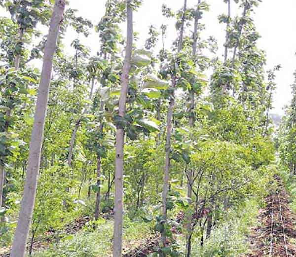 Sandalwood Tree- 5-6 हजार रुपए किलो बिकती है यह लकड़ी सांप भी लिपटे दे जाते हैं दिखाई Sandalwood Tree- 5-6 हजार रुपए किलो बिकती है यह लकड़ी सांप भी लिपटे दे जाते हैं दिखाई