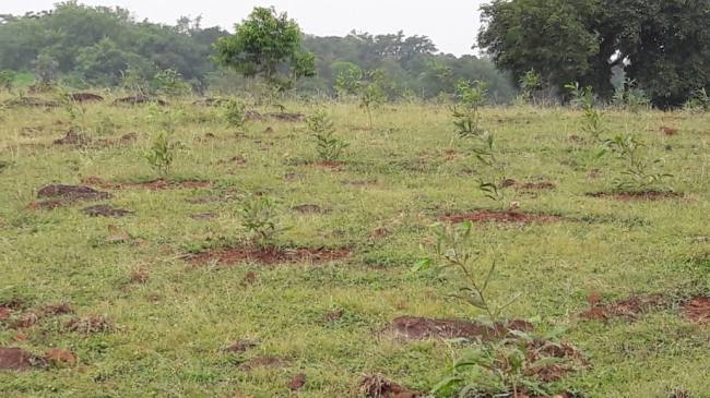 क्या है कृषि - वानिकी और इस पद्धति से लाभ क्या है कृषि - वानिकी और इस पद्धति से लाभ