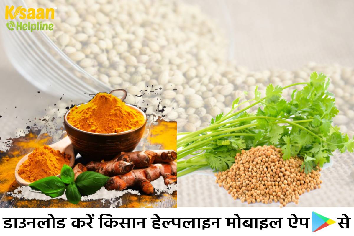 हल्दी और धनिया की नई प्रजाति विकसित की कृषि महाविद्यालय एवं अनुसंधान केन्द्र रायगढ़ के वैज्ञानिकों ने हल्दी और धनिया की नई प्रजाति विकसित की कृषि महाविद्यालय एवं अनुसंधान केन्द्र रायगढ़ के वैज्ञानिकों ने