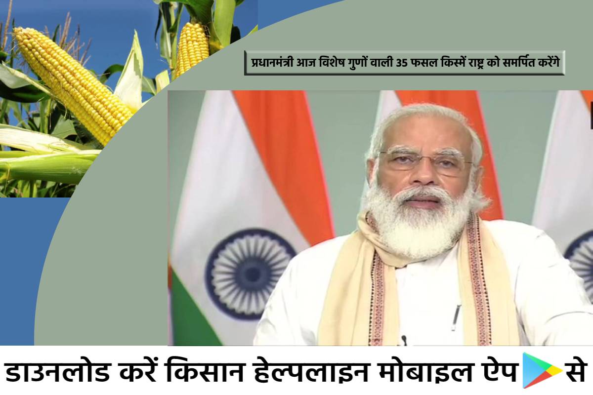 प्रधानमंत्री नरेंद्र मोदी आज 35 फसलों की खास किस्में देश को समर्पित करेंगे, साथ ही प्रधानमंत्री कृषि विश्वविद्यालयों को ग्रीन कैंपस अवार्ड भी बांटेंगे प्रधानमंत्री नरेंद्र मोदी आज 35 फसलों की खास किस्में देश को समर्पित करेंगे, साथ ही प्रधानमंत्री कृषि विश्वविद्यालयों को ग्रीन कैंपस अवार्ड भी बांटेंगे
