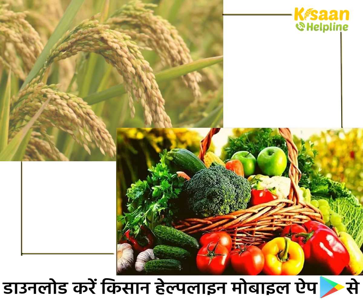 कृषि भौतिकी संभाग के कृषि वैज्ञानिकों के अनुसार किसानों को निम्न कृषि कार्य करने की सलाह कृषि भौतिकी संभाग के कृषि वैज्ञानिकों के अनुसार किसानों को निम्न कृषि कार्य करने की सलाह