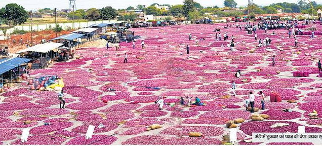 कृिष मंडी मन्दसौर में 7.5 हजार क्विंटल प्याज नीलाम