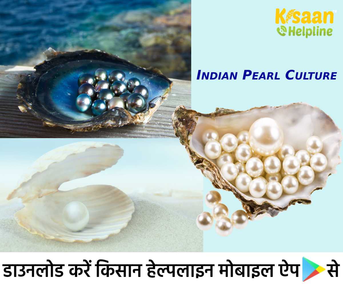 Pearl Culture Farming: किसानों के लिए मोती की खेती बन सकती है कमाई का साधन, जानिए मोती की खेती और प्रशिक्षण के बारे में Pearl Culture Farming: किसानों के लिए मोती की खेती बन सकती है कमाई का साधन, जानिए मोती की खेती और प्रशिक्षण के बारे में