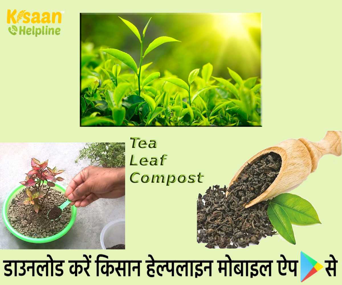 चाय की पत्ती की खाद: उपयोग की हुई चायपत्ती से बनाएं बेहतरीन जैविक खाद, हरा-भरा होगा गार्डन चाय की पत्ती की खाद: उपयोग की हुई चायपत्ती से बनाएं बेहतरीन जैविक खाद, हरा-भरा होगा गार्डन