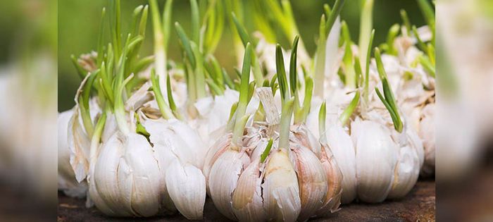 लहसुन की खेती कैसे करें और अच्छा उत्पादन कैसे पाये लहसुन की खेती कैसे करें और अच्छा उत्पादन कैसे पाये