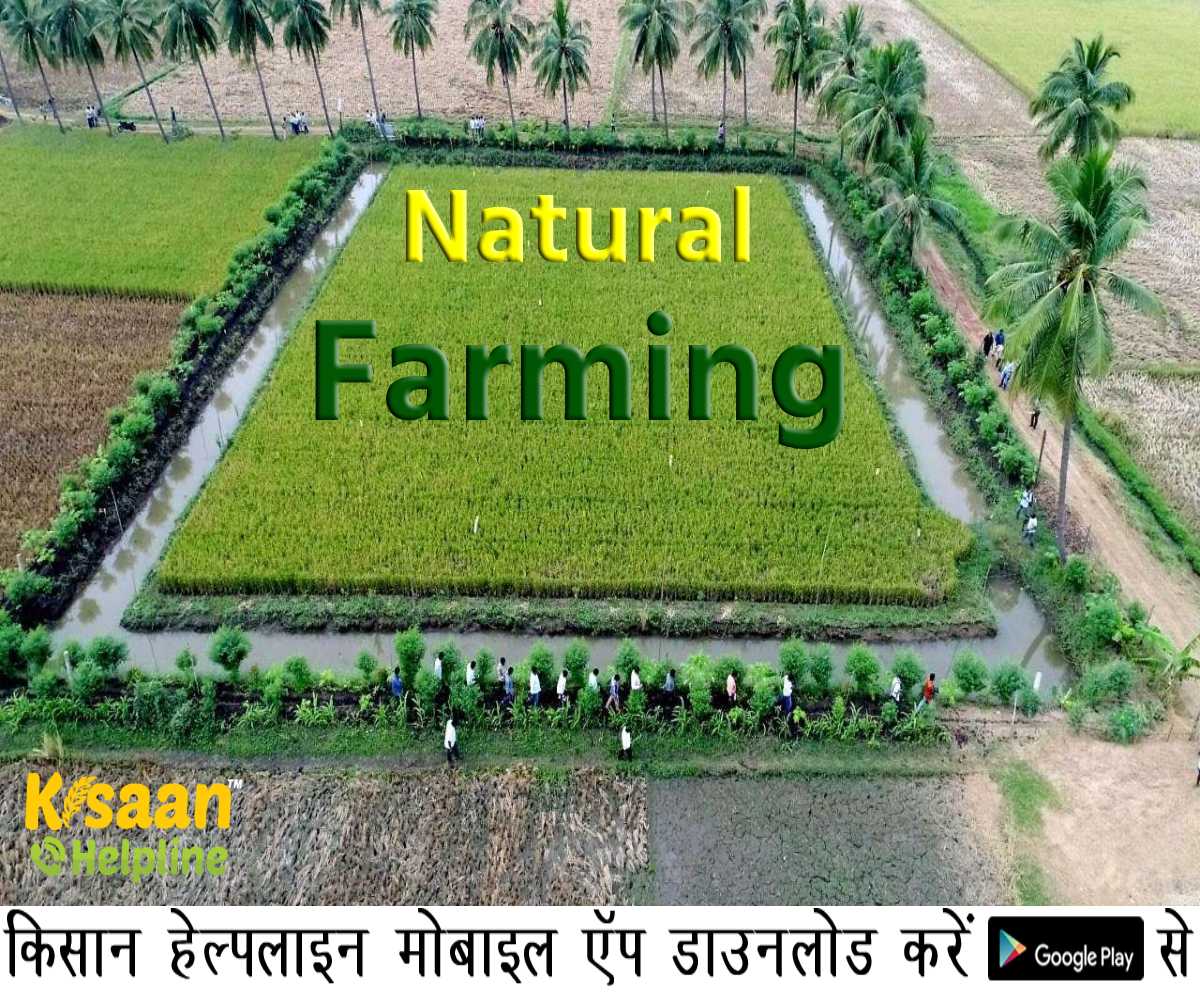 ICAR ने यूजी और पीजी पाठ्यक्रम में प्राकृतिक खेती को शामिल करने का निर्देश ICAR ने यूजी और पीजी पाठ्यक्रम में प्राकृतिक खेती को शामिल करने का निर्देश