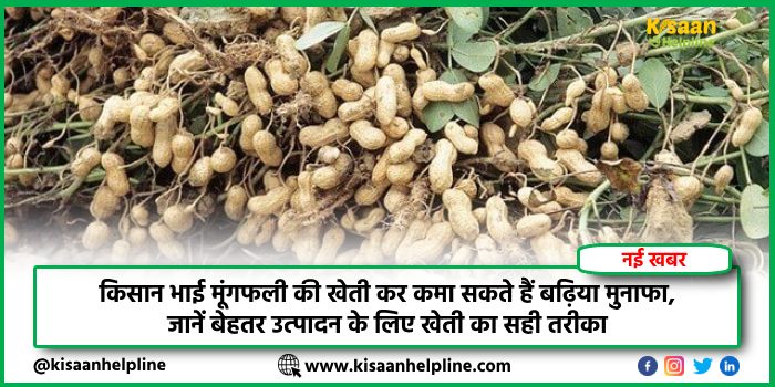 किसान भाई मूंगफली की खेती कर कमा सकते हैं बढ़िया मुनाफा, जानें बेहतर उत्पादन के लिए खेती का सही तरीका
