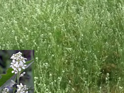 'चन्द्रसूर' औषधि फसल क्या है? कैसे दुधारू पशुओं के लिए लाभदायक 'चन्द्रसूर' औषधि फसल क्या है? कैसे दुधारू पशुओं के लिए लाभदायक