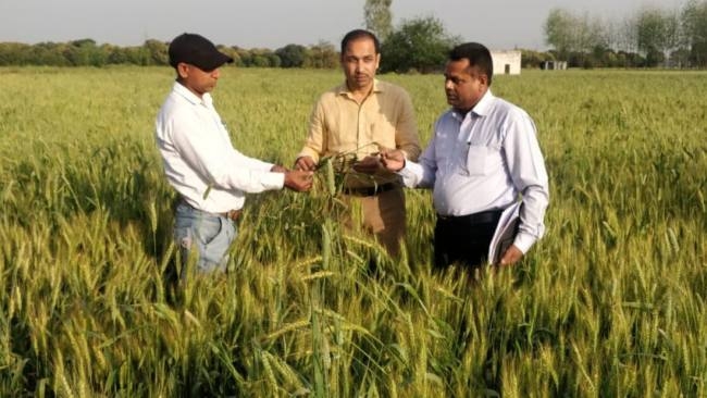 110 एकड़ गेहूं की फसल, पीले रतुए की चपेट में - जाने क्या है खबर 110 एकड़ गेहूं की फसल, पीले रतुए की चपेट में - जाने क्या है खबर