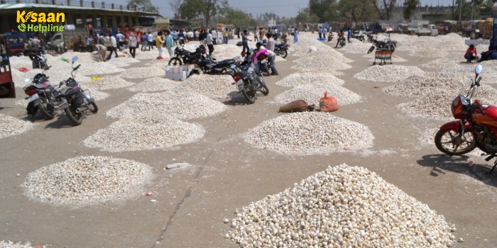 बेमौसम बारिश से गीली हुई लहसुन के नहीं मिल रहे है वाजिब भाव बेमौसम बारिश से गीली हुई लहसुन के नहीं मिल रहे है वाजिब भाव