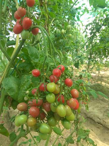 चेरी टमाटर की खेती पॉली हाउस के बाहर भी की जा सकती है, जानियें केसे चेरी टमाटर की खेती पॉली हाउस के बाहर भी की जा सकती है, जानियें केसे