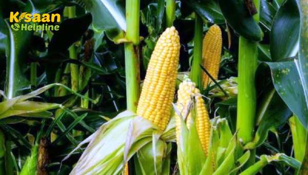 भारतीय कृषि अनुसंधान परिषद ने आठ नई हाइब्रिड मक्का किस्मों की पहचान की
