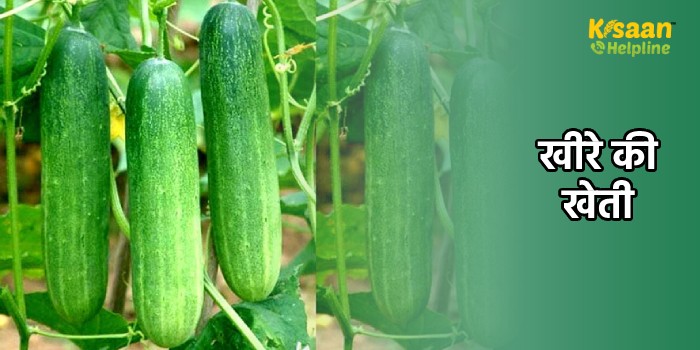 गर्मियों में खाली पड़े खेतों में करें इस फसल की खेती, और कमाएं अच्छा मुनाफा