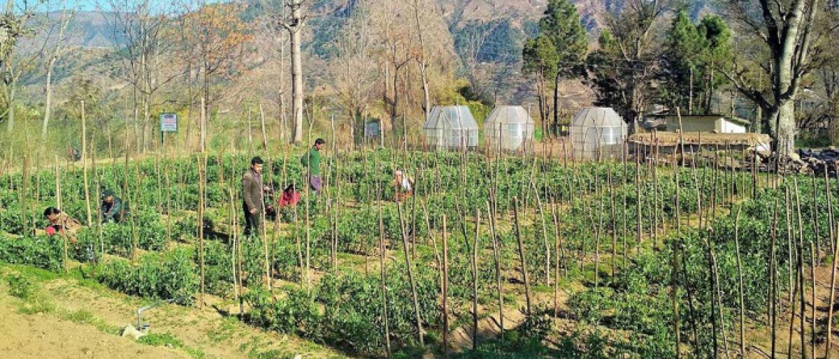 हिमाचल राज्य बनेगा जैविक कृषि राज्य 2022 तक, कृषि मंत्री बोले हिमाचल राज्य बनेगा जैविक कृषि राज्य 2022 तक, कृषि मंत्री बोले