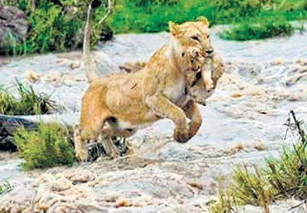 गुजरात में आई बाढ़ से 9 शेरों की मौत, 8 के शव मिले गुजरात में आई बाढ़ से 9 शेरों की मौत, 8 के शव मिले