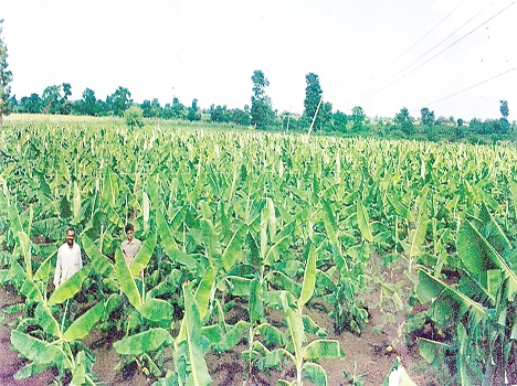 फूलों की खेती बाद अब केले के उत्पादन का हब बनेगा रीवा फूलों की खेती बाद अब केले के उत्पादन का हब बनेगा रीवा