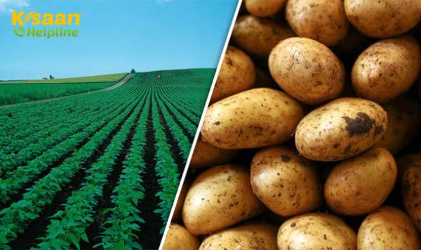 प्रमुख शहरों में आपूर्ति की कमी, मांग में वृद्धि से आलू की दुकानों में 40% तक वृद्धि होती है प्रमुख शहरों में आपूर्ति की कमी, मांग में वृद्धि से आलू की दुकानों में 40% तक वृद्धि होती है