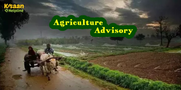 किसानों के लिए कृषि वैज्ञानिकों ने जारी की मौसम पर आधारित कृषि संबंधी एडवाइजरी किसानों के लिए कृषि वैज्ञानिकों ने जारी की मौसम पर आधारित कृषि संबंधी एडवाइजरी