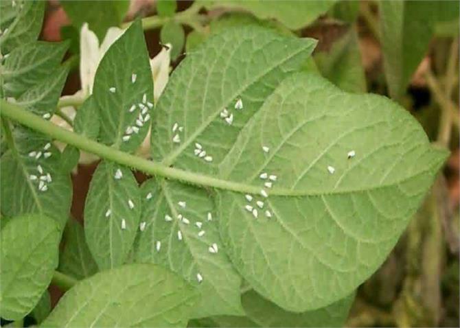 जाने कैसे बचें टमाटर में सफ़ेद मक्खी के प्रकोप से, और शेयर करे