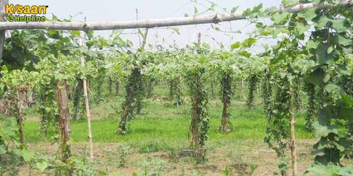 सब्जियों की उपज बढ़ाने के लिए करें मचान विधि का प्रयोग सब्जियों की उपज बढ़ाने के लिए करें मचान विधि का प्रयोग