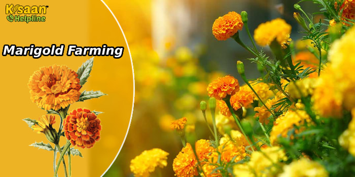 इस फूल की खेती करके किसान भाई कमा सकते है अच्छा मुनाफा