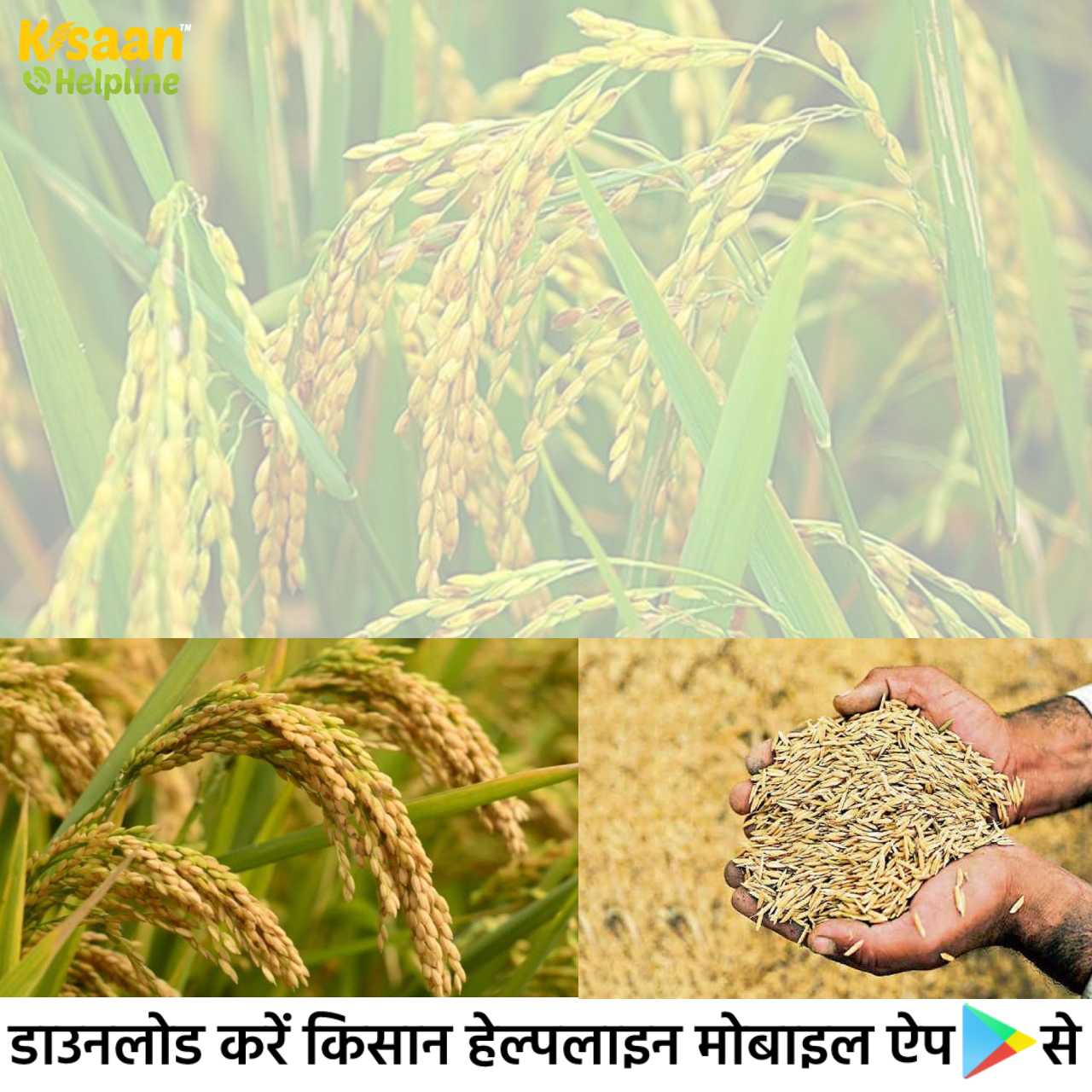 धान की खेती करने वाले किसानों को कृषि वैज्ञानिकों द्वारा विशेष सलाह धान की खेती करने वाले किसानों को कृषि वैज्ञानिकों द्वारा विशेष सलाह