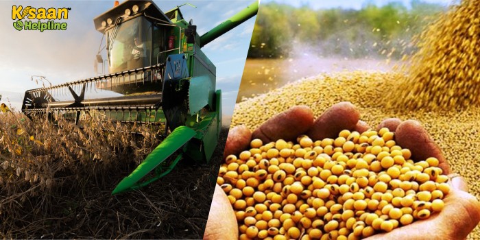 सोयाबीन की उत्पादकता में वृद्धि हेतु कार्य योजना, जानिए सोयाबीन की कटाई, गहाई और भण्डारण से जुड़ी जानकारी