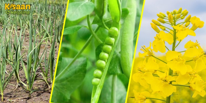 सरसों की बुवाई में ओर अधिक देरी न करें किसान, पूसा के वैज्ञानिकों जारी की महत्वपूर्ण एडवाइजरी सरसों की बुवाई में ओर अधिक देरी न करें किसान, पूसा के वैज्ञानिकों जारी की महत्वपूर्ण एडवाइजरी