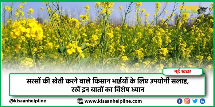 सरसों की खेती करने वाले किसान भाईयों के लिए उपयोगी सलाह, रखें इन बातों का विशेष ध्यान