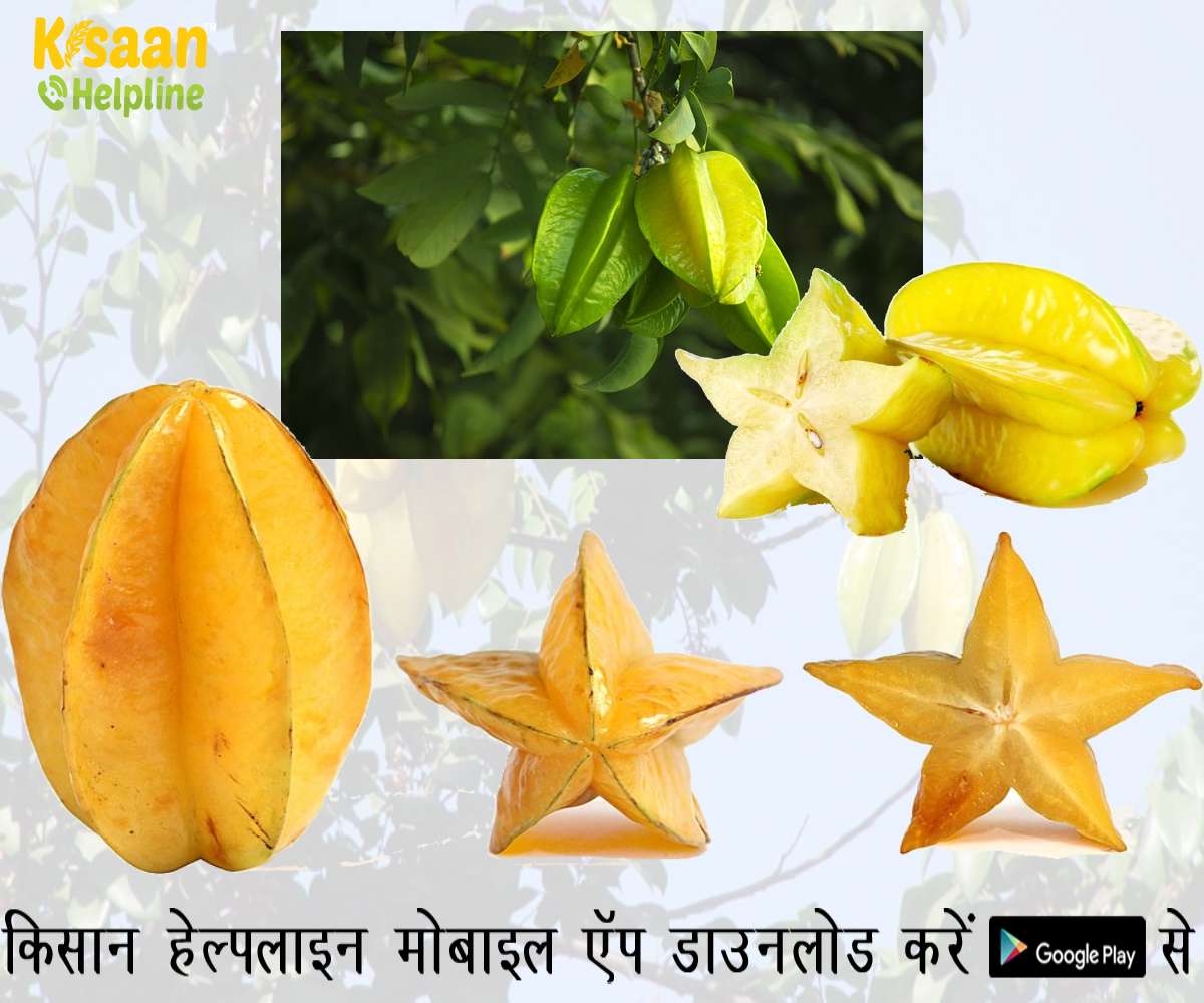 कमरख एक खट्टा-मीठा फल है जो पांच-नुकीले तारे के आकार का होता है, जानिए इसकी खेती और व्यापारिक लाभ के बारे में