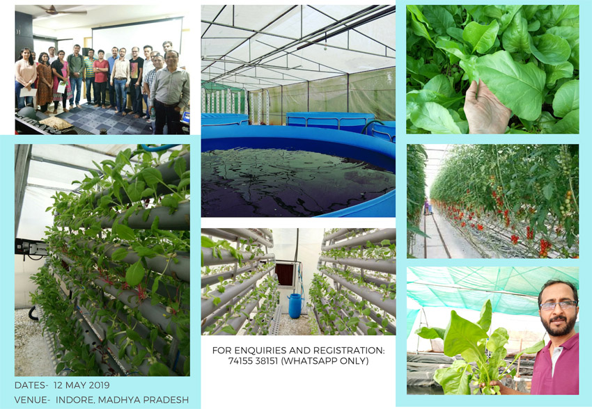 सिंगापूर की नौकरी छोड़ कर, एक्वापोनिक्स और हाइड्रोपोनिक्स से खेती कर सालाना १५ लाख रूपये कमा रहे है, आप भी जाने कैसे हुआ सफलता का पहला कदम शुरु सिंगापूर की नौकरी छोड़ कर, एक्वापोनिक्स और हाइड्रोपोनिक्स से खेती कर सालाना १५ लाख रूपये कमा रहे है, आप भी जाने कैसे हुआ सफलता का पहला कदम शुरु