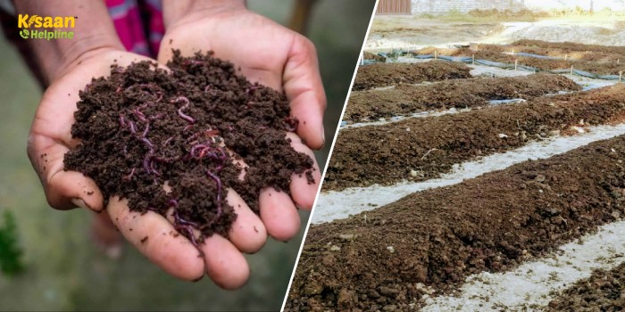 किसान भाई वर्मीकम्पोस्ट बनाकर कर सकते है अच्छी कमाई, जानिए वर्मीकम्पोस्ट बनाने की विधि किसान भाई वर्मीकम्पोस्ट बनाकर कर सकते है अच्छी कमाई, जानिए वर्मीकम्पोस्ट बनाने की विधि