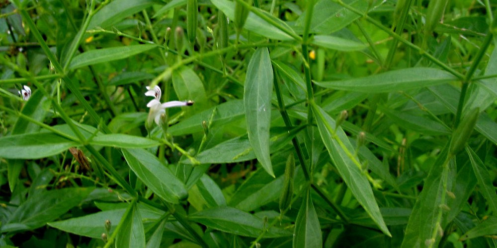 औषधी की खेती के लिए छोड़ दी सरकारी नौकरी औषधी की खेती के लिए छोड़ दी सरकारी नौकरी