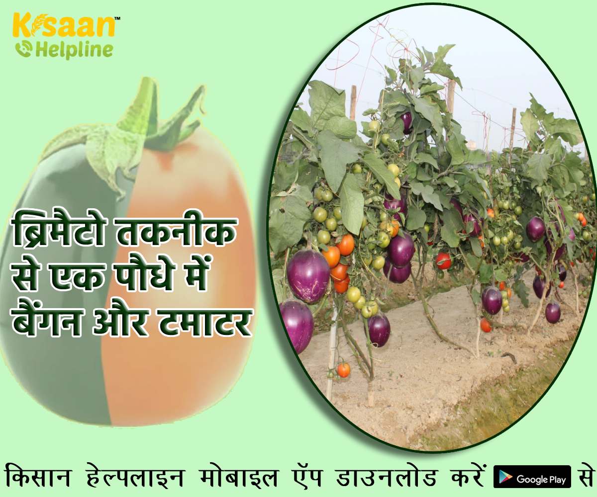Unique Technology: ब्रिमैटो तकनीक से एक पौधे में बैंगन और टमाटर