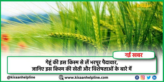 गेहूं की इस किस्म से लें भरपूर पैदावार, जानिए इस किस्म की खेती और विशेषताओं के बारे में
