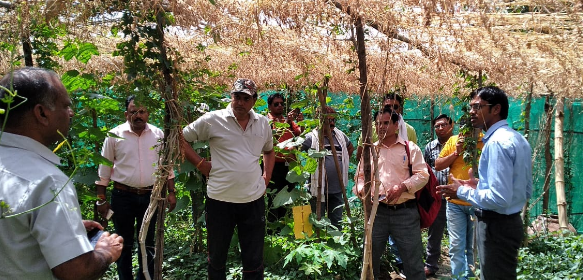 मध्य प्रदेश किसान ने 5 लेयर्स में केमिकल-फ्री फूड उगाये, सिर्फ 2.5 एकड़ से लाखों कमाए!