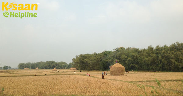 कैसे भारत कृषि क्षेत्र में एक अच्छा-विश्वसनीय व्यापार कर सकता है कैसे भारत कृषि क्षेत्र में एक अच्छा-विश्वसनीय व्यापार कर सकता है